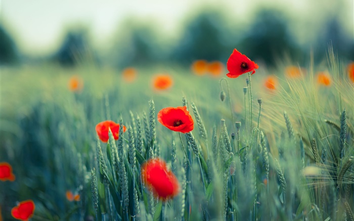 Маки, красные цветы, трава обои,s изображение