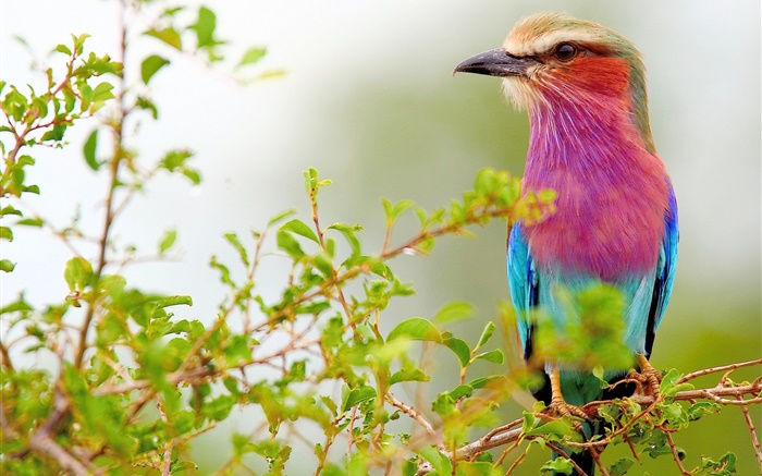 Фиолетовый синий перья птицы, веточки обои,s изображение