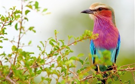 Фиолетовый синий перья птицы, веточки HD обои