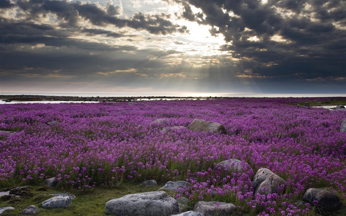 Фиолетовые цветы полевые, скалы, облака, солнечные лучи обои,s изображение