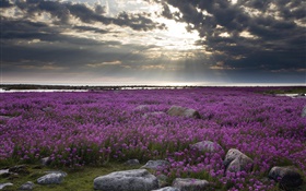 Фиолетовые цветы полевые, скалы, облака, солнечные лучи