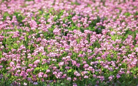 Фиолетовый маленькие полевые цветы, весна HD обои
