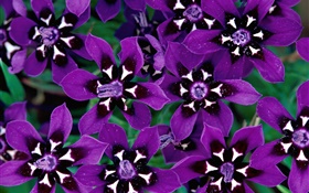 Фиолетовый лепестки цветы крупным планом