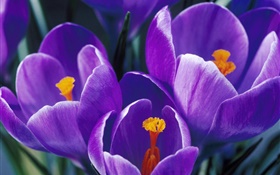 Фиолетовый лепестки тюльпанов крупным планом HD обои