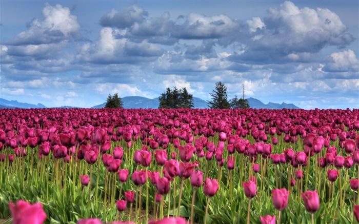 Фиолетовый тюльпан цветы поле, облака, деревья, закат обои,s изображение