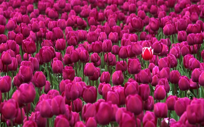 Фиолетовый поле тюльпанов обои,s изображение