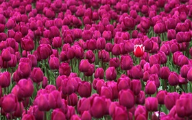 Фиолетовый поле тюльпанов HD обои