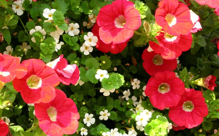 Красные и белые цветы крупным планом обои,s изображение