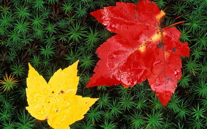 Красные и желтые листья клена, трава, осень обои,s изображение