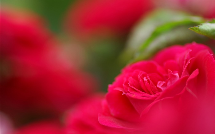 Красный цветок крупным планом, боке обои,s изображение