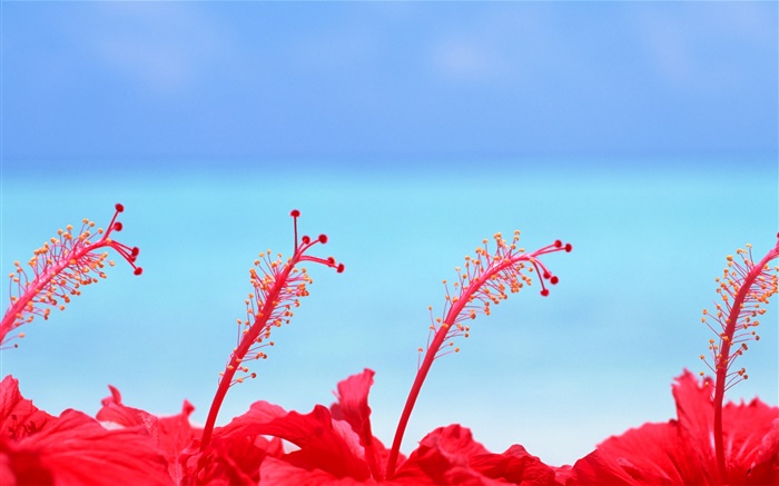 Красные цветы, голубое небо, Мальдивские о-ва обои,s изображение