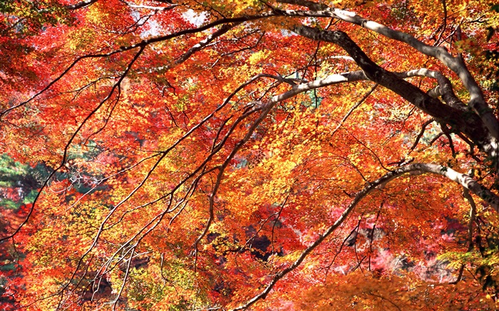 Красные листья осень, деревья обои,s изображение