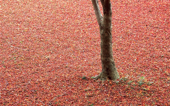 Красные листья на земле, дерево, осень обои,s изображение
