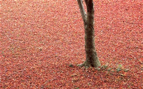 Красные листья на земле, дерево, осень HD обои