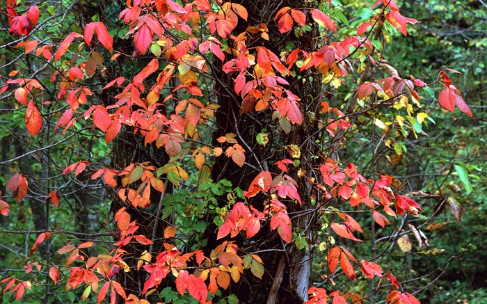Красные листья, деревья, ветки, осень обои,s изображение