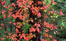 Красные листья, деревья, ветки, осень HD обои