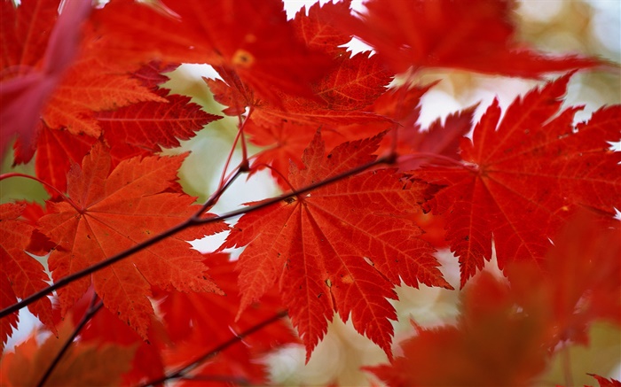 Красные листья клена крупным планом, осень обои,s изображение