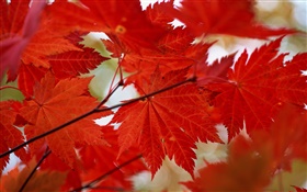 Красные листья клена крупным планом, осень HD обои