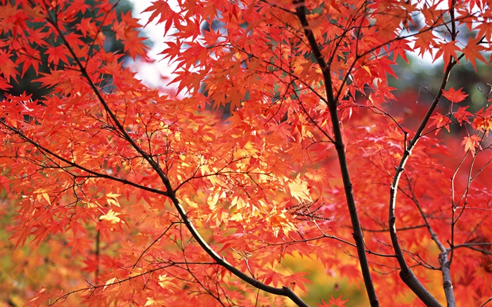 Красные листья клена, осень, Токио, Япония обои,s изображение