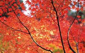 Красные листья клена, осень, Токио, Япония HD обои