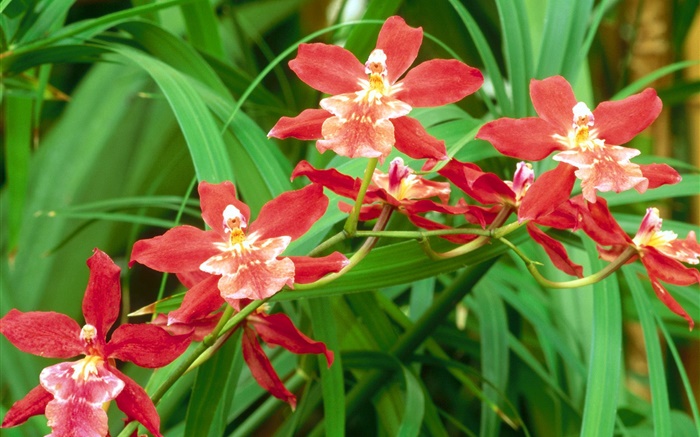 Красные цветки орхидеи, зеленые листья обои,s изображение