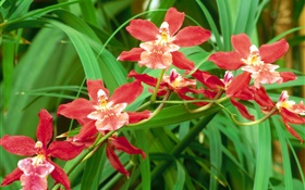 Красные цветки орхидеи, зеленые листья
