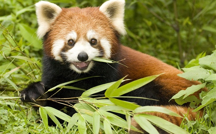 Красная панда едят бамбук обои,s изображение