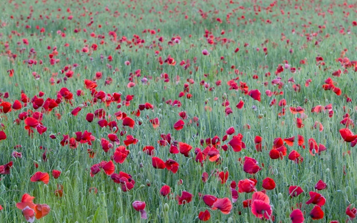 Красный мак полевой цветок обои,s изображение
