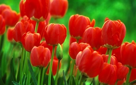 Красный тюльпан цветы, сад, зеленый фон HD обои