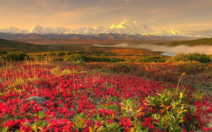 Красные полевые цветы, горы, туман, рассвет обои,s изображение