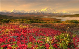 Красные полевые цветы, горы, туман, рассвет