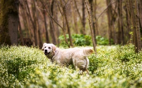 Ретривер, собака, трава, полевые цветы, лес HD обои
