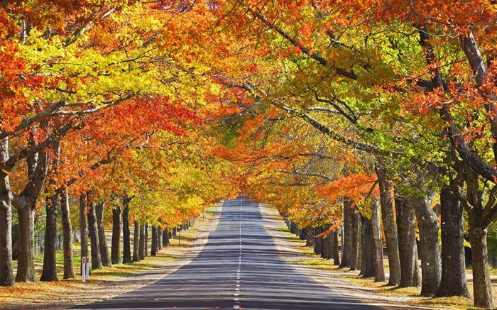 Дорога, деревья, красные листья, осень обои,s изображение