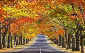 Дорога, деревья, красные листья, осень HD обои