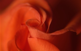Роза крупным планом, оранжевый цвет лепестков