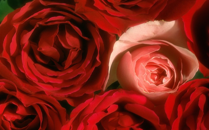 Розовые цветы крупным планом, розовый и красный обои,s изображение