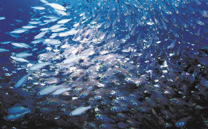 Школа рыбы обои,s изображение