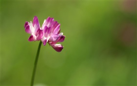 Одноместный розовый цветок крупным планом, зеленый фон