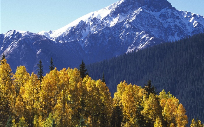 Снежные горы, деревья, осень обои,s изображение