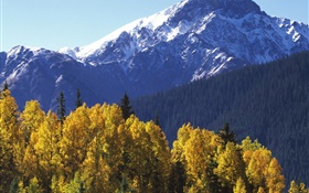 Снежные горы, деревья, осень HD обои
