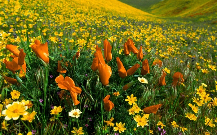 Весенние цветы, желтые полевые цветы обои,s изображение