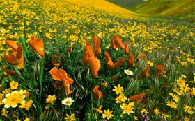 Весенние цветы, желтые полевые цветы HD обои
