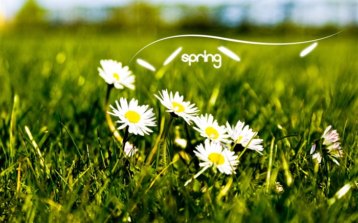 Весна, трава, белые ромашки обои,s изображение
