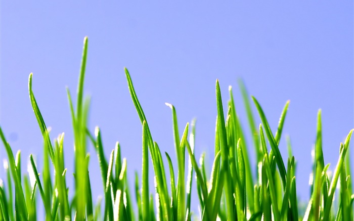 Весна, зеленая трава, голубое небо обои,s изображение