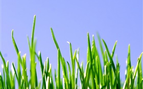 Весна, зеленая трава, голубое небо HD обои