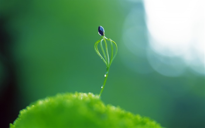 Весна растение бутон крупным планом, яркий свет обои,s изображение