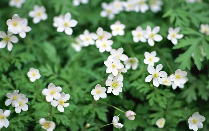 Весна, белые маленькие цветки крупным планом обои,s изображение