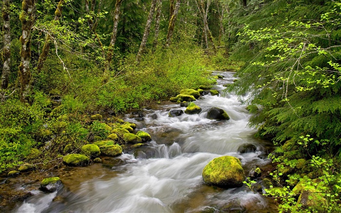Тем не менее Крик, Mt. Худ Национальный лес, штат Орегон, США обои,s изображение