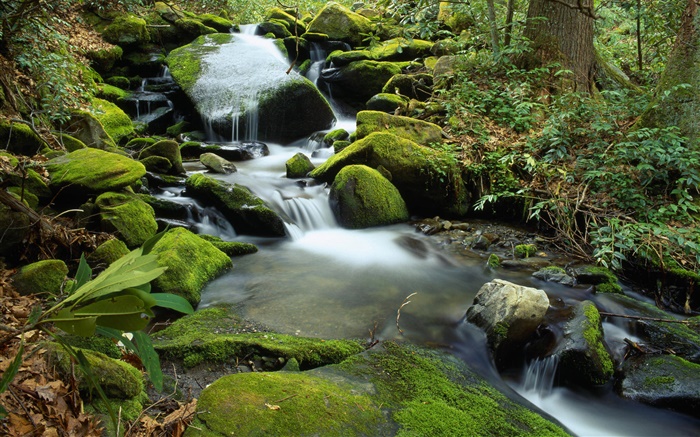 Камни, мох, ручей, ручей, вода обои,s изображение