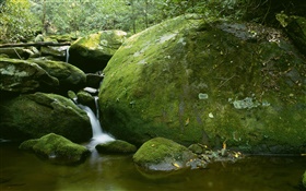 Камни, мох, ручей, вода, деревья HD обои